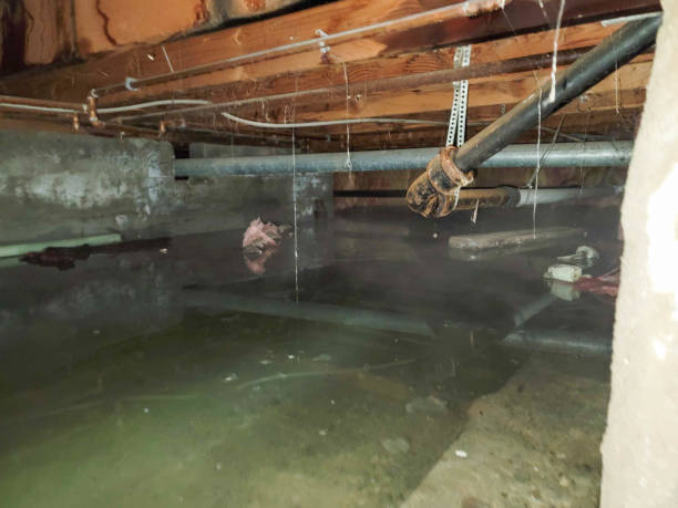 Best Mold removal after water damage  in Yoncalla, OR